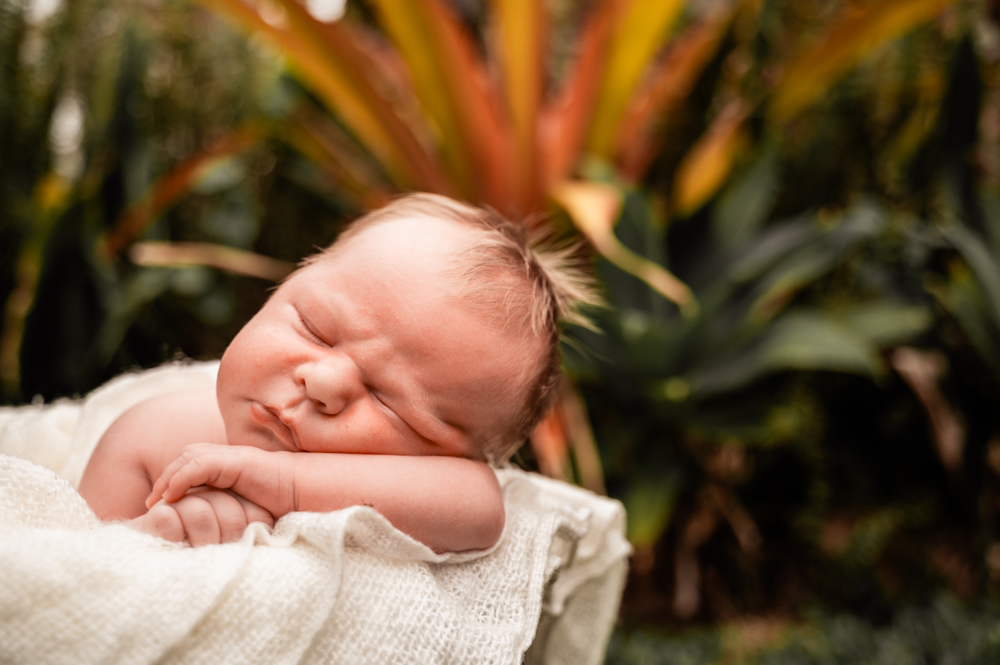 newborn baby sleeping in a bucket in front of beautiful orange succulents - newborn baby photography by Jamie Simmons